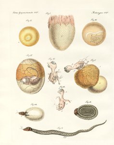 Evolution av höns, duvor och orm från ägg (färgad gravyr) av German School