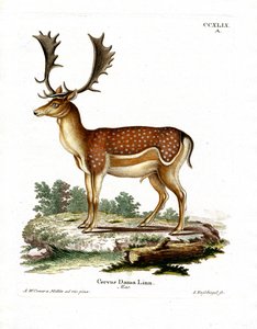 Dovhjort (färgad gravyr) av German School
