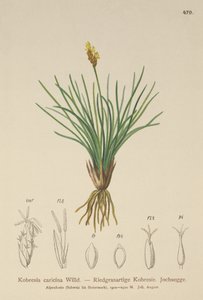 Falsk sev (Kobresia simpliciuscula, Kobresia caricina) av German School