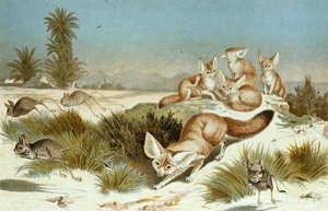 Fennec Fox, tallrik från "Brehms Tierleben: Allgemeine Kunde des Tierreichs", vol.2, s.202, utgiven av Bibliographisches Institut av German School