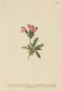 Ormbunkebladig lusseört (Pedicularis asplenifolia) av German School