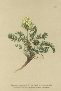 Åkergröt (Oxytropis campestris) av German School