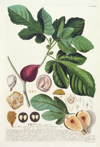 Fig, graverad av Johann Jakob Haid (1704-67) plåt 73 från en botanisk bok, pub. av Augustus Vind av German School