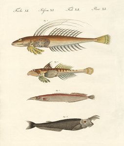 Fisk med en konstig form (färgad gravyr) av German School