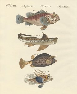 Fisk med en konstig form av German School