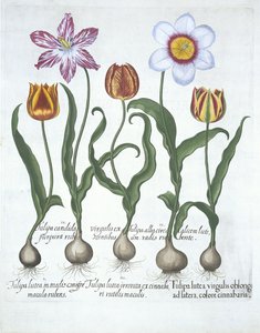 Fem tulpaner, från Hortus Eystettensis, av Basil Besler (1561-1629) pub. 1613 (handfärgad gravyr) av German School