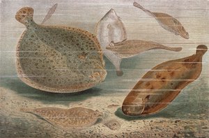 Platt fisk, tallrik från Brehms Animal Life: General Knowledge of the Animal Kingdom, vol.8, s.224, utgiven av Bibliografiska institutet, 1892 av German School