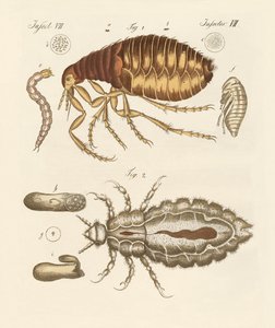 Loppor och insekter