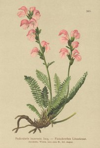 Köttrosa lusseört (Pedicularis incarnata) av German School