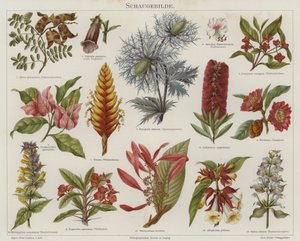 Blommor (färg litho) av German School