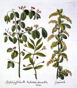 Flugkaprifol och hagtorn, från Hortus Eystettensis, av Basil Besler (1561-1629), pub. 1613 (handfärgad gravyr) av German School