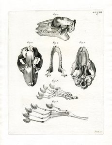 Flying Lemur Skull (färgad gravyr) av German School