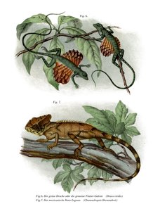 Flying Lizard (färg litho) av German School