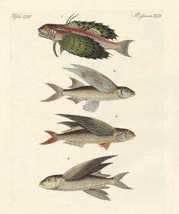 Flygande fisk av German School