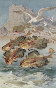 Flying Gurnard, tallrik från Brehms Animal Life: General Knowledge of the Animal Kingdom, vol.8, s.134, utgiven av Bibliographic Institute, 1892 av German School