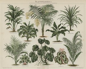 Lövväxter (färg litho) av German School