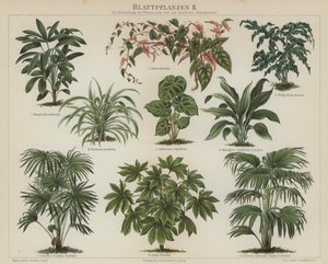 Lövväxter (färg litho) av German School