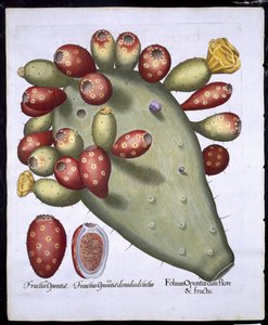 Folium Opuntia från Hortus Eystettensis av Basil Besler (1561-1629) pub. 1613 (handfärgad gravyr) av German School
