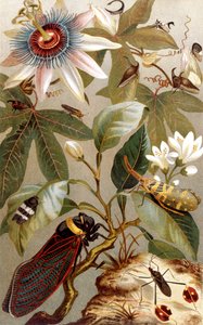 Foreign Cicadas, tallrik från Brehms Animal Life: General Knowledge of the Animal Kingdom, vol.9, s.637, utgiven av Bibliographic Institute, 1892 av German School