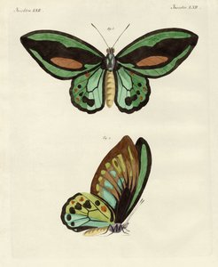 Utländska fjärilar av en fenomenal storlek av German School