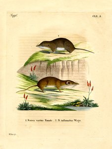 Forest Shrew (färgad gravyr) av German School