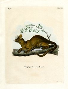 Fossa (färgad gravyr) av German School