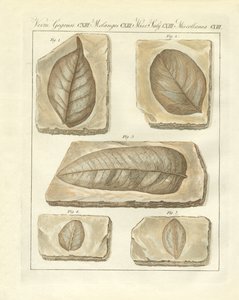 Fossiliserade löv från primitiv tid (färgad gravyr) av German School