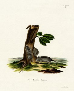 Fyrrandig gräsmus (färgad gravyr) av German School