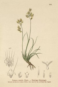 Fyrbladig svängel (Festuca pumila, Festuca quadriflora) av German School