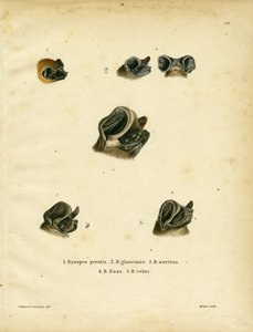 Fristjärtade fladdermöss (färgad gravyr) av German School