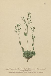 Frigid Whitlow-grass (Draba Traunsteineri, Draba frigida) av German School