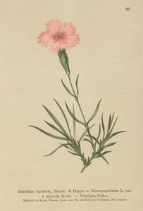 Rosa fransar (Dianthus Monspessulanus, Dianthus alpestris, Dianthus alpicola) av German School
