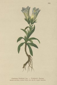 Froelichs Gentian (Gentiana Froelichii) av German School