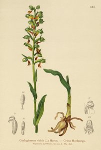 Grodorkidé (Coeloglossum viride) av German School