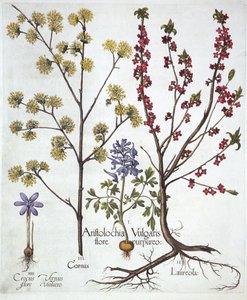 Fumewort, Daphne mezereum, Cornelian Cherry och Spring Crocus, från Hortus Eystettensis, av Basil Besler (1561-1629), pub. 1613 (handfärgad gravyr) av German School