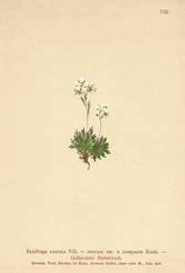 Fårad saxifrage (Saxifraga exarata, Saxifraga exarata var. compacta, Saxifraga exarata ssp. moschata) av German School