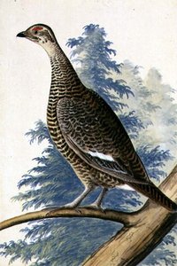 Game Bird, ca 1740 (akvarell på papper) av German School
