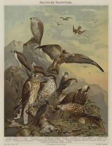 Tyska rovfåglar (färg litho) av German School