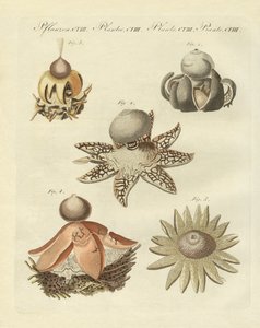 Tyska geaster (färgad gravyr) av German School
