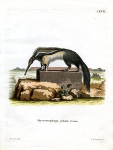 Jättemyrslok (färgad gravyr) av German School