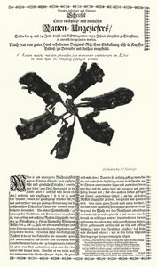Jätteråttor fångade i Strasbourg 1683 (gravyr) av German School
