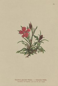 Glacierrosa (Dianthus glacialis) av German School