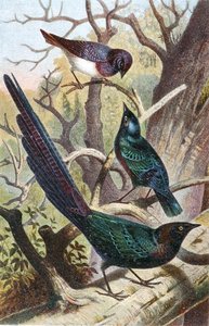 Glansstarar, tallrik från "Brehms Tierleben: Allgemeine Kunde des Tierreichs", vol 4, sid. 392, utgiven av Bibliographisches Institut av German School