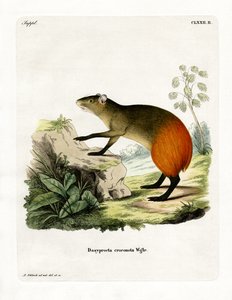 Guldrumpad Agouti (färgad gravyr) av German School