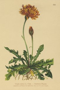 Golden Hawks-skägg (Crepis aurea) av German School