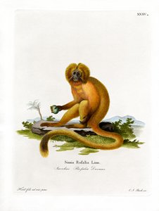 Golden Lion Tamarin (färgad gravyr) av German School