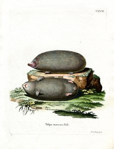 Golden Mole (färgad gravyr) av German School