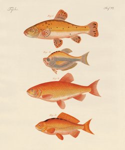 Guldfisk (färgad gravyr) av German School