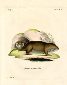 Gopher (färgad gravyr) av German School
