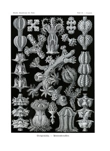 Gorgonid, 1899-1904 av German School
